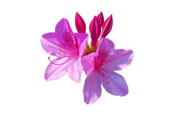 Obraz premium Beautiful Azalea Flower Botanical Clipart Isolated on Transparent Background