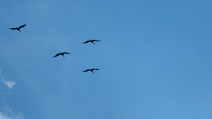 Obraz premium Silhouettes of common cranes flying in clear blue sky