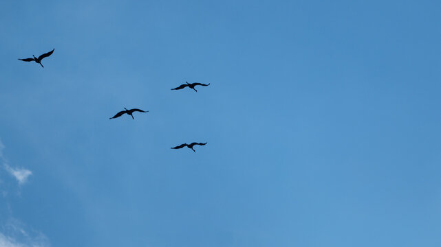 Silhouettes of common cranes flying in clear blue sky