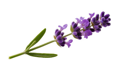 Purple Lavender Sprig with Green Stems and Foliage © Gabriela