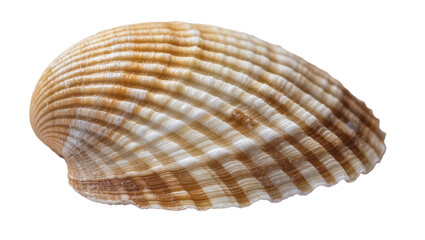 Striped Brown Seashell Close-Up View