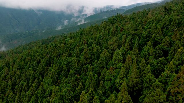 Aerial view of fog and dark green forest Rich natural ecosystem, rainforest in Alishan Mountain, Taiwan.