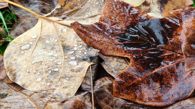 colorful fallen autumn leaf of tulip poplar tree with rain drops close up