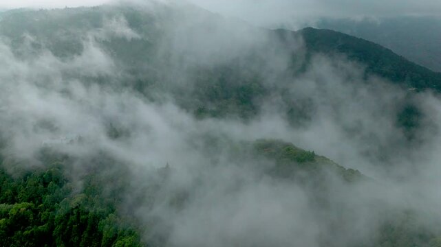Aerial view of fog and dark green forest Rich natural ecosystem, rainforest in Alishan Mountain, Taiwan.