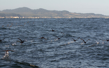 Naklejka premium Flock of Seabirds Taking Off from the Ocean Surface in Southern Chile