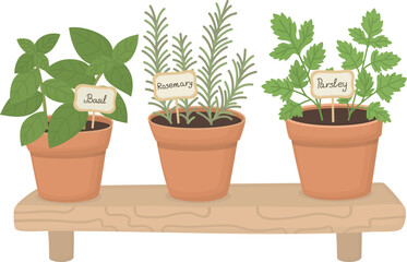 Obraz premium Illustration of potted culinary herbs on wooden shelf isolated on white. Fresh green basil, parsley and rosemary in pots