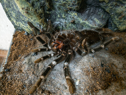 Spider Tarantula Shedding Skin, Molting While Lying on its Back. Spider Lasiodora Parahybana or Brazilian Salmon Pink Bird-eating Tarantula in Terrarium