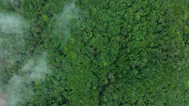 Aerial view of fog and dark green forest Rich natural ecosystem, rainforest in Alishan Mountain, Taiwan.