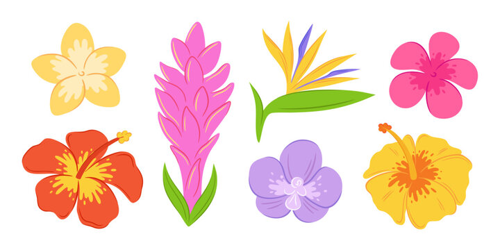 Set of stylized hand-drawn vector elements of tropical flora including hibiscus, plumeria, pink torch ginger, purple orchid and bird of paradise flower. Isolated on transparent background.
