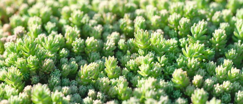 Beautiful nature texture of small evergreen sedum hispanicum (mossy stonecrop, plant family crassulaceae) macro. Young bright succulent grow in plant garden, natural green abstract background. banner