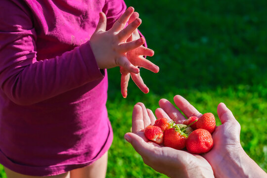 Moscow, Russia, 23.03.2026. Child reaching for fresh strawberries from womans hands in a sunny garden. Summer harvest concept for healthy eating and family.