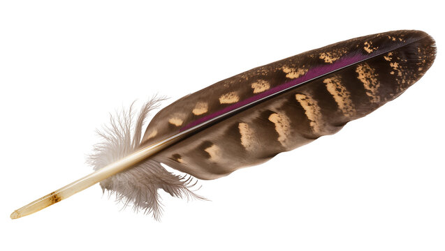 Brown speckled feather with fluffy base and yellow quill