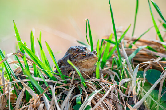 Kr&ouml;tenwanderung im Fr&uuml;hling &ndash; Kr&ouml;ten und Fr&ouml;sche wandern zu ihren Laichgebieten in einem Teich