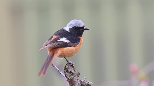 Daurian Redstart Standing on One Leg on Branch