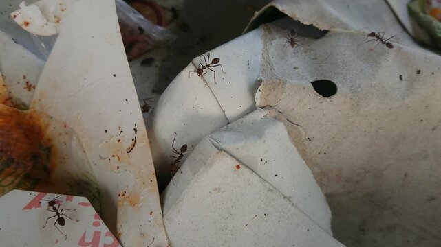 Red Weaver Ants Scavenging on Used Food Paper Packaging