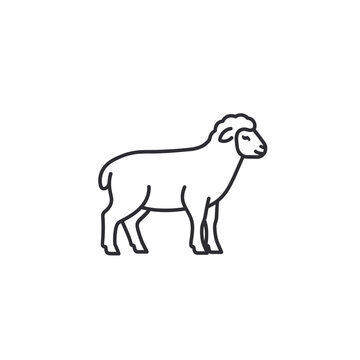 A sheep standing in profile view.