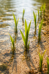 Obraz premium Green grass blades emerging from clear water by the shore