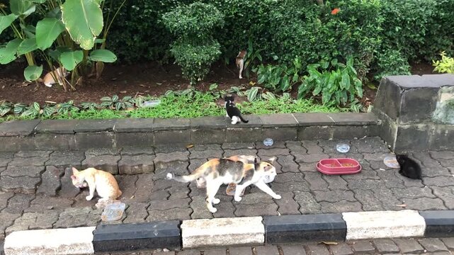 Multiple stray cats gather on a paved path next to a lush green garden, with food bowls visible for their meal.
