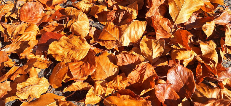 Background of orange leaves of Fagus sylvatica or Fagus grandifolia in sunlight.