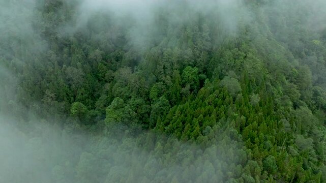 Aerial view of fog and dark green forest Rich natural ecosystem, rainforest in Alishan Mountain, Taiwan.