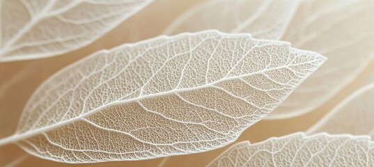 Obraz premium Delicate White Leaf Veins on Soft Beige Background, Capturing Intricate Natural Artistry and Beauty