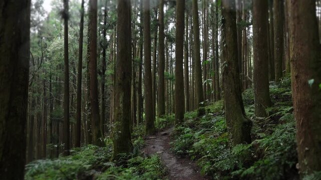Walking forest trail in Alishan Mountain, Taiwan.