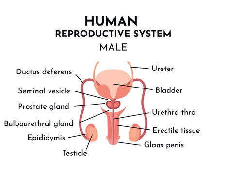 Male reproduction system structure diagram schematic vector illustration. Medical science educational illustration