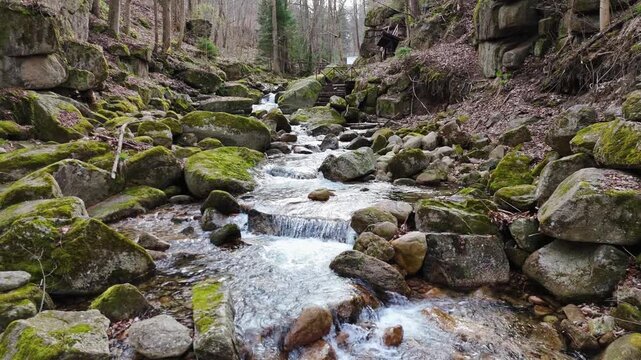 a mountain stream of crystal clear cool spring fresh water flows among stones and rocks in a pine forest