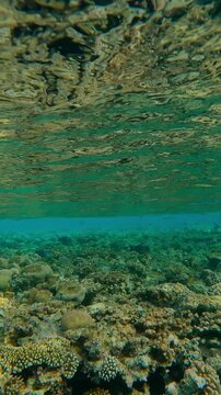 Vertical footage, Barely visible under emerald green waves, group of Red Sea Houndfish hiding below water surface, swimming over flat-top on shallow coral reef, tropical fish swim nearby, slow motion