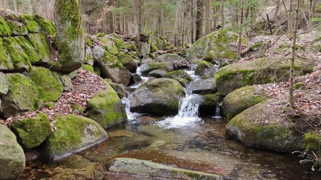 a mountain stream of crystal clear cool spring fresh water flows among stones and rocks in a pine forest