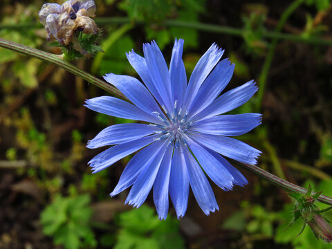 Wegwarte, Cichorium intybus,  blaue Bl&uuml;te in Nahaufnahme