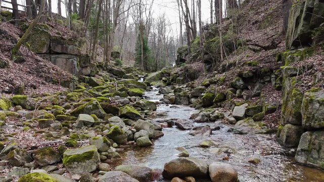 a mountain stream of crystal clear cool spring fresh water flows among stones and rocks in a pine forest