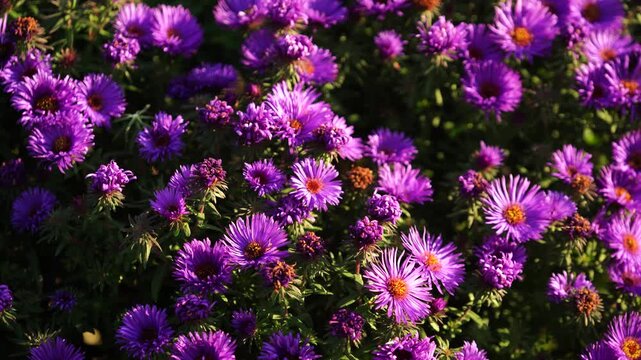 Blooming Purple Aster Garden