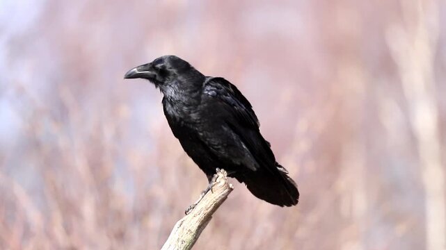 Raven sits quietly on a weathered tree branch in a natural setting. The black bird displays its dark plumage while observing the peaceful outdoor environment under daylight