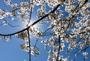 Gałęzie drzew pełne białych kwiatów na tle niebieskiego nieba z promieniami słońca © kubikactive