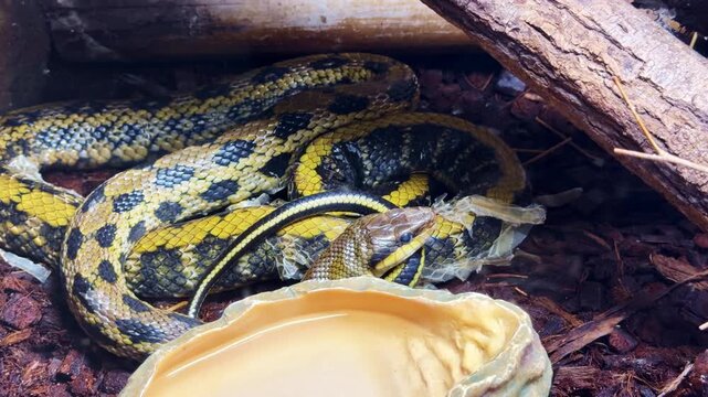 Taiwanese beauty ratsnake (Orthriophis taeniurus) coiled on substrate in terrarium, showing detailed scale pattern and body posture in close-up zoom-in shot.