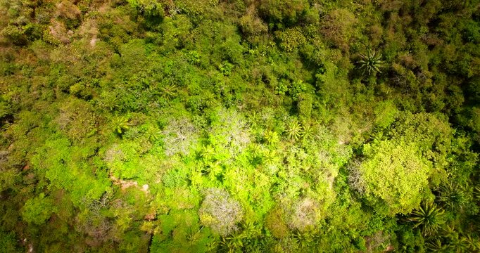 Aerial, Woodland Wilderness Canopy, Dense Greenery, Tropical Terrain