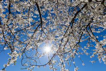 Gałęzie drzew pełne białych kwiatów na tle niebieskiego nieba z promieniami słońca © kubikactive