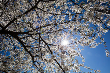 Gałęzie drzew pełne białych kwiatów na tle niebieskiego nieba z promieniami słońca © kubikactive