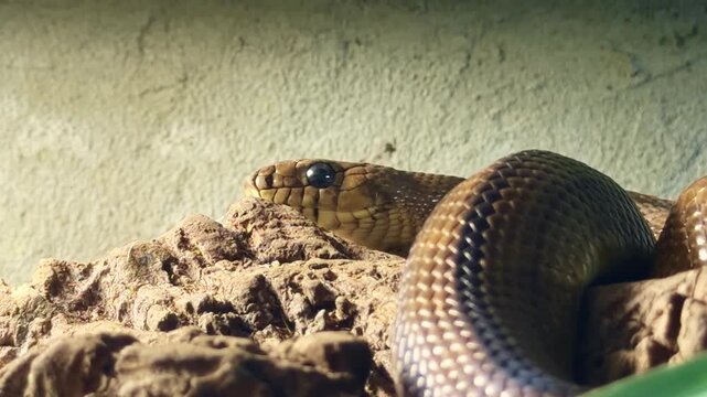 Ladder snake (Zamenis scalaris) resting on rock in terrarium, showing head profile, scale texture and dorsal markings under warm light, static close-up shot.