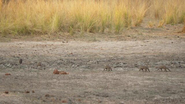Banded mongooses troop and mob walk across dry savanna toward tall grasses in Kruger National Park, South Africa. Low-angle wildlife scene with cautious foraging movement.