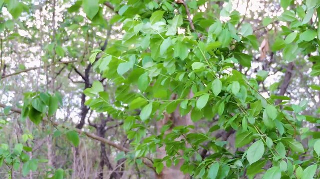Bilva tree, a sacred plant wind in the air spring season