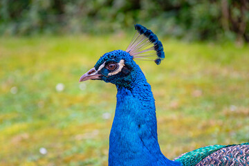Obraz premium peacock with feathers