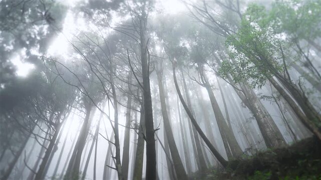 Scenic view of trees in forest during fog at Alishan mountain,Taiwan.