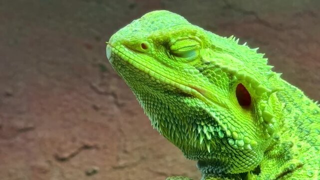 Bearded dragon (Pogona vitticeps) slowly closing eye in terrarium, showing detailed scales, spiny beard and ear opening under green light, close-up with slow camera descend.