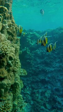 Vertical footage, group of Red Sea Bannerfish, Heniochus intermedius swimming along a steep coral reef wall on a sunny day, close-up, slow motion.