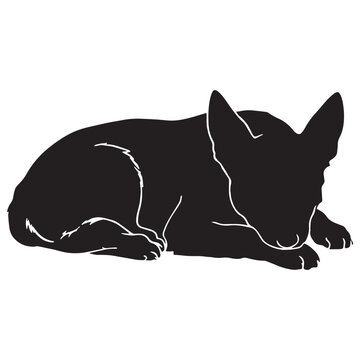 Norwegian, Buhund, Nordic, Spitz, Agile, Energetic, Loyal, Intelligent, Active, Herding, Farm, Working, Friendly, Alert, Brave, Playful, Devoted, Compact, Strong, Versatile, Watchdog, Confident.