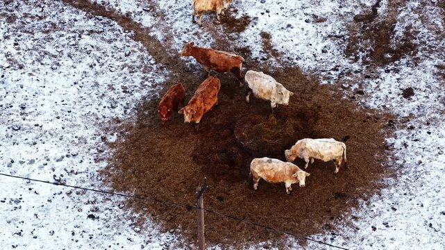 Livestock cattle on muddy earth with surrounding snow. Farm animals in winter, drone view