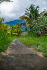Fototapeta premium Winding Dirt Path Through Tropical Palm Plantation