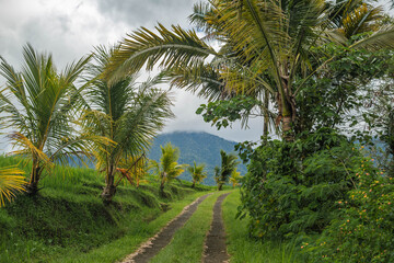 Fototapeta premium Winding Dirt Path Through Tropical Palm Plantation